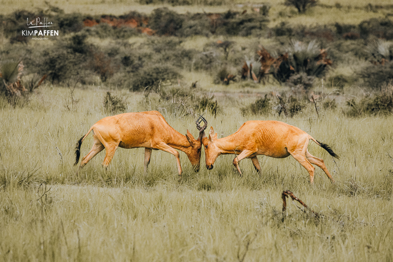 Vechtende Hartebeesten in Murchison Falls National Park met hoorns tegen elkaar in een strijd om dominantie