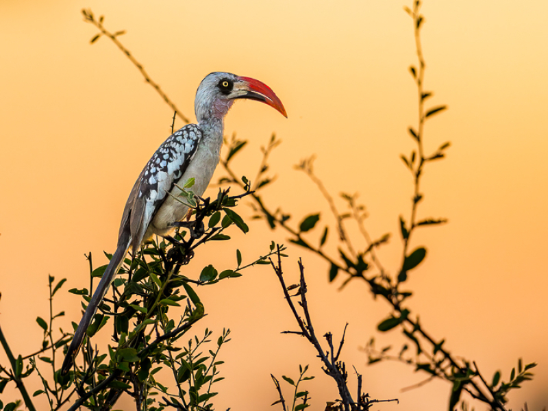 Hornbill in Ruaha National Park, Tanzania Hornbill in Ruaha National Park — een karakteristieke vogel die je veel tegenkomt tijdens een safari in Zuid-Tanzania