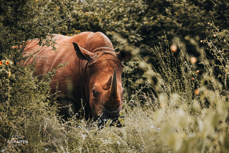 Te voet een neushoorn volgen in de rhino sanctuary van Il Ngwesi Eco Lodge in Laikipia Kenia