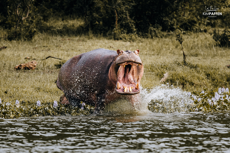 Wildlife langs de Kazinga Channel in Queen Elizabeth National Park in Oeganda
