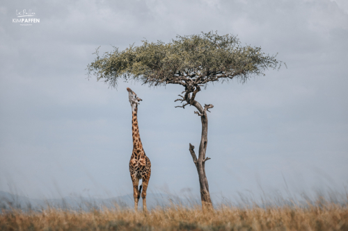 Giraffe op Safari in de Masai Mara in Kenia