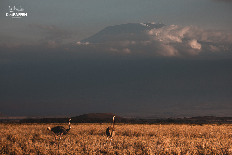 Struisvogels in de voorgrond van de Kilimanjaro met weinig sneeuw op de bergtop