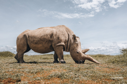Een van de twee laatste noordelijke witte neushoorns tijdens een safari in Ol Pejeta in Kenia