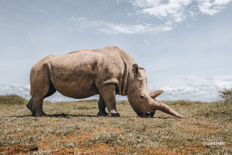 De laatste noordelijke witte neushoorns in Ol Pejeta Conservancy in Kenia Een van de twee laatste noordelijke witte neushoorns tijdens een safari in Ol Pejeta in Kenia
