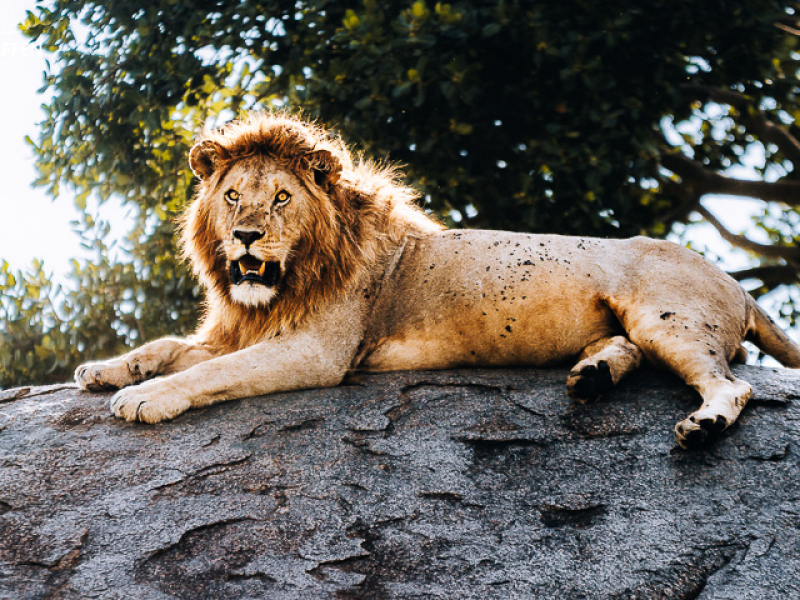 Leeuw op een kopje in de Serengeti, Tanzania Leeuw rustend op een kopje in de Serengeti tijdens een safari in Tanzania