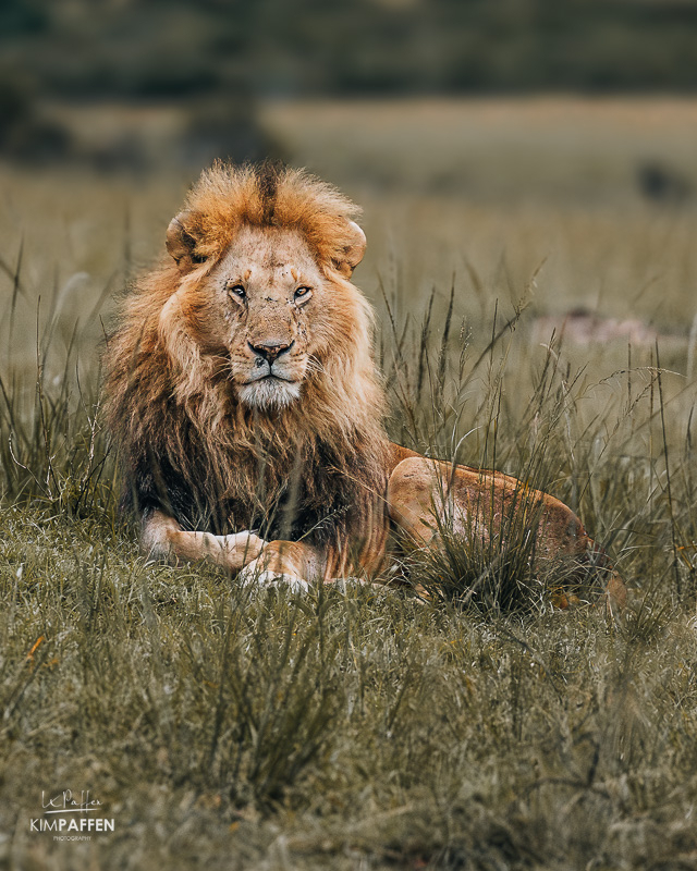 Mannelijke leeuw gezien tijdens safari in de Masai Mara in Kenia Mannelijke leeuw liggend in het gras tijdens een safari in de Masai Mara nabij Talek Gate in Kenia