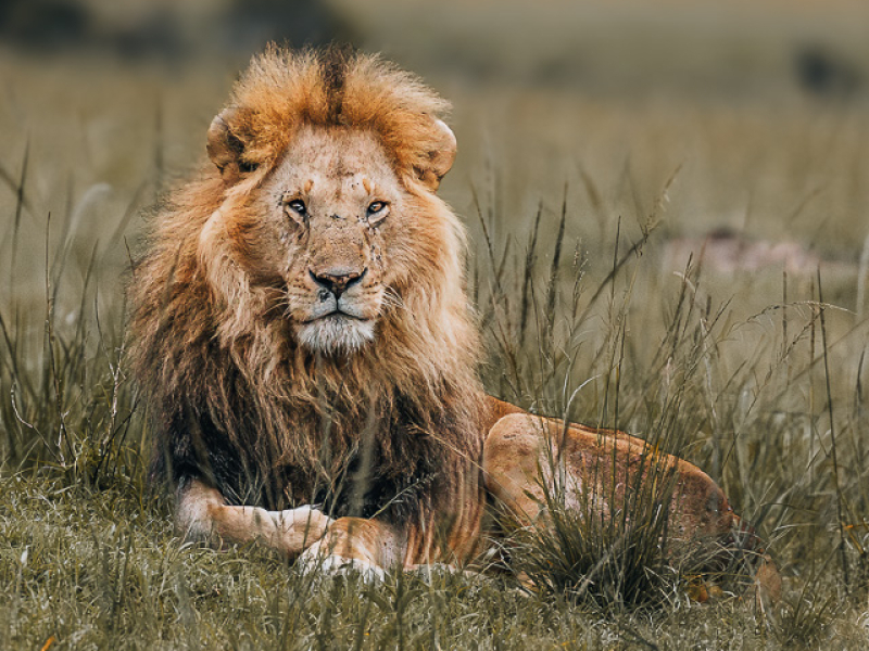 Mannelijke leeuw liggend in het gras tijdens een safari in de Masai Mara nabij Talek Gate in Kenia