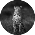 Poserend luipaard tijdens een safari in Kenia kijkend in de camera