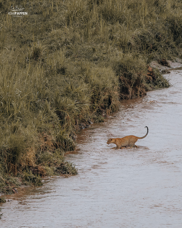 Luipaard tijdens wandelsafari in Murchison Falls Oeganda waar je 4 van de Big 5 dieren kan spotten