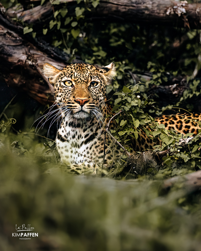 Luipaard in Nyerere National Park, waar je veel wildlife ziet maar geen klassieke Big Five-safari moet verwachten