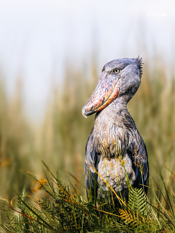 Schoenbekooievaar in Mabamba Swamp tijdens een vogeltocht in Oeganda