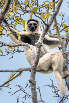 Madagaskar het land van de lemuren Lemuren zijn endemisch in Madagaskar