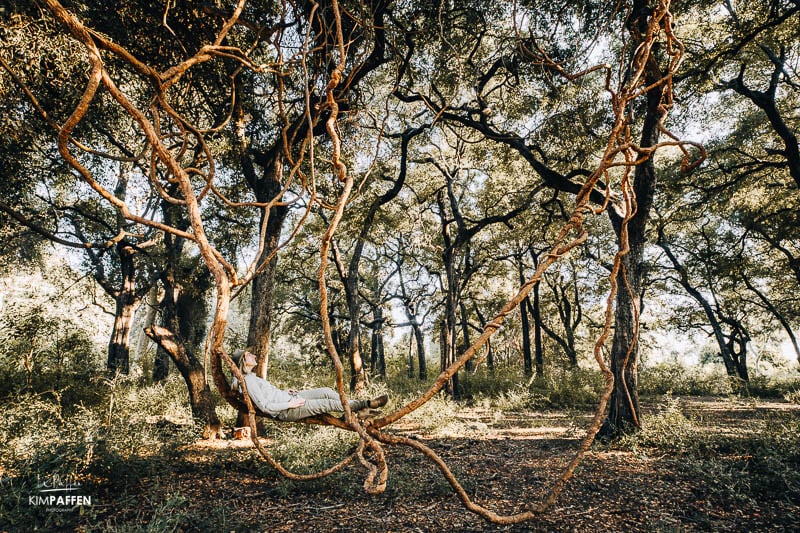 safari te voet door het Jackelberry forest in Pafuri waar Tessa mindful in de lianen van de boom hangt