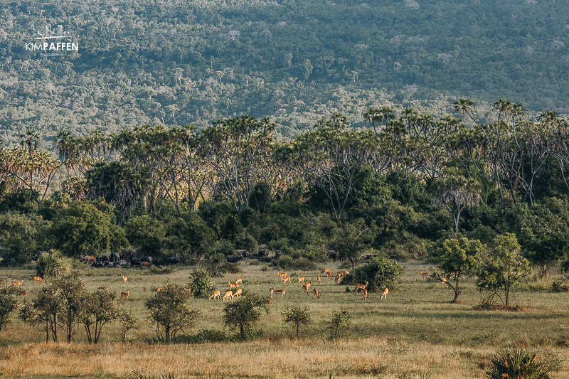 Miombo Woodland, Palmen en grasland in Nyerere National Park Tanzania nabij de Beho Beho area