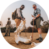 Inspecteren van een nijlpaard skelet op een wandelsafari in Luangwa