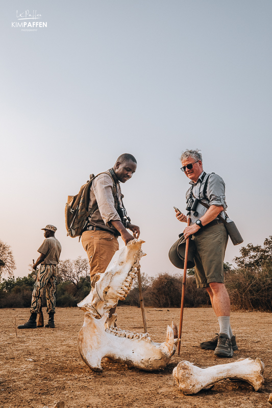 Inspecteren van een nijlpaard skelet op een wandelsafari in Luangwa
