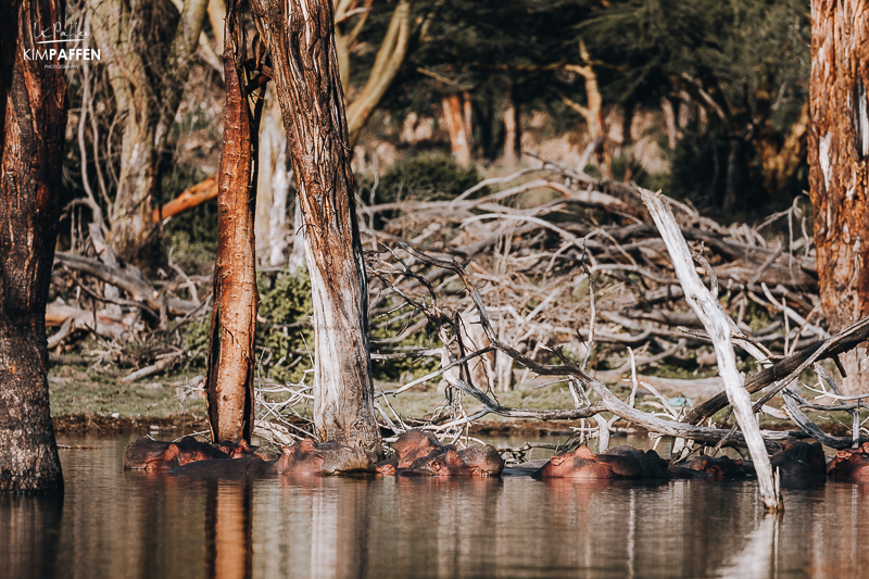 Nijlpaarden en Iconische dode bomen in Lake Naivasha in Kenia Uitzicht over Lake Naivasha in Kenia met kenmerkende dode bomen en nijlpaarden in het water