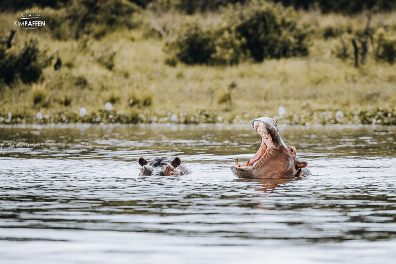 Nijlpaard in het water met bek Open in Murchison Falls National Park
