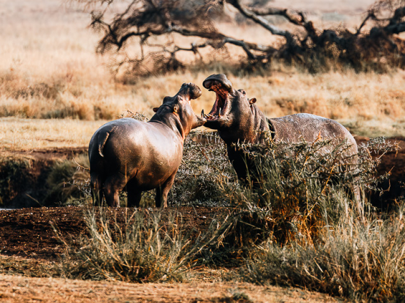 Vechtende nijlpaarden in de Serengeti, Tanzania Vechtende nijlpaarden op het land in de Serengeti tijdens een safari in Tanzania