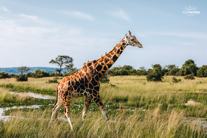 Nubian Giraf op safari in Murchison Falls Oeganda