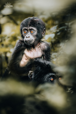 Gorilla Trekking in Bwindi op Safari in Oeganda