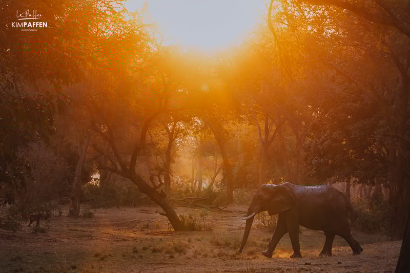 Olifant met gouden licht in winterthorn forest van Lower Zambezi National Park Zambia
