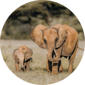 Twee olifanten, waaronder een baby olifant, gezien tijdens een safari in Samburu National Reserve in Kenia