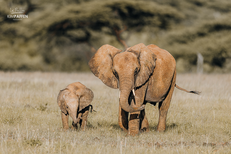 Olifanten met jong op safari in Samburu National Reserve in Kenia Twee olifanten, waaronder een baby olifant, gezien tijdens een safari in Samburu National Reserve in Kenia