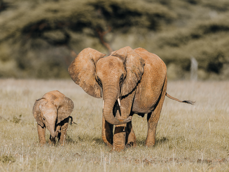 Twee olifanten, waaronder een baby olifant, gezien tijdens een safari in Samburu National Reserve in Kenia