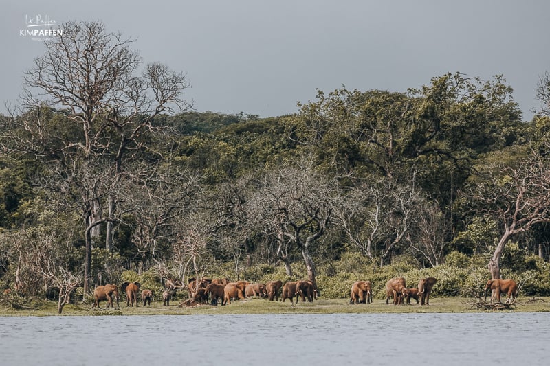 Olifanten aan de oever van de rivier tijdens een boot safari in Murchison Falls National Park Oeganda