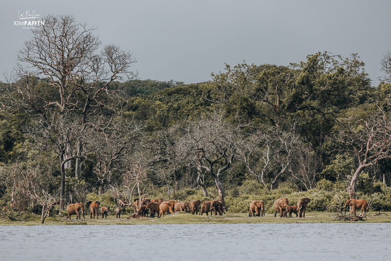 Olifanten aan de oever van de rivier tijdens een boot safari in Murchison Falls National Park Oeganda