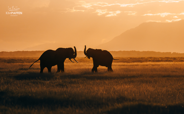 Silhouetten van olifanten bij zonsondergang in Amboseli National Park in Kenia