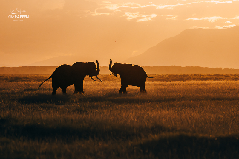 Olifanten silhouetten bij zonsondergang in Amboseli National Park in Kenia Silhouetten van olifanten bij zonsondergang in Amboseli National Park in Kenia