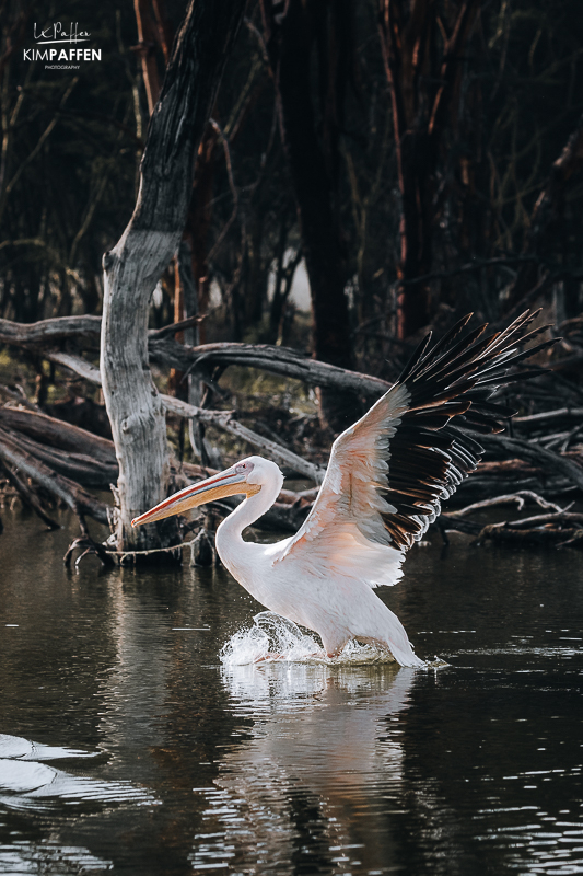 Pelikaan in Lake Naivasha Kenia Pelikaan in Lake Naivasha tijdens bootsafari op het Naivasha meer in Kenia