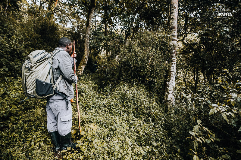 Porter tijdens gorilla trekking in Bwindi Porter helpt reizigers tijdens een gorilla trekking in Bwindi Impenetrable National Park