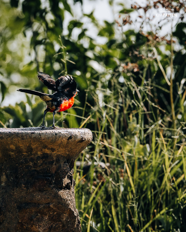 red bishop komt drinken bij Lake Albert Safari Lodge in Kabwoya Uganda