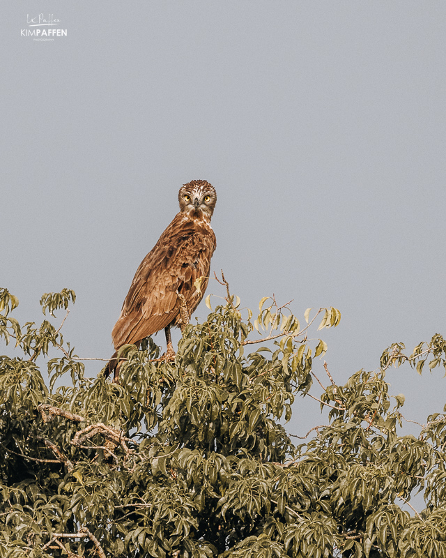 Roofvogel in boom tijdens game drive safari activiteit in Murchison Falls National Park Oeganda