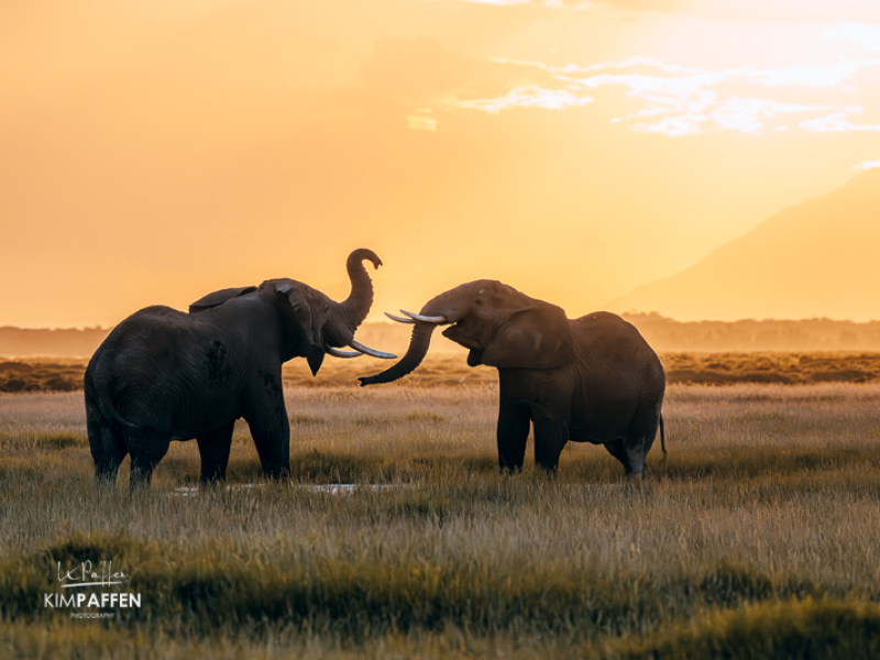 Olifanten tijdens zonsondergang op safari in Amboseli National Park Kenia