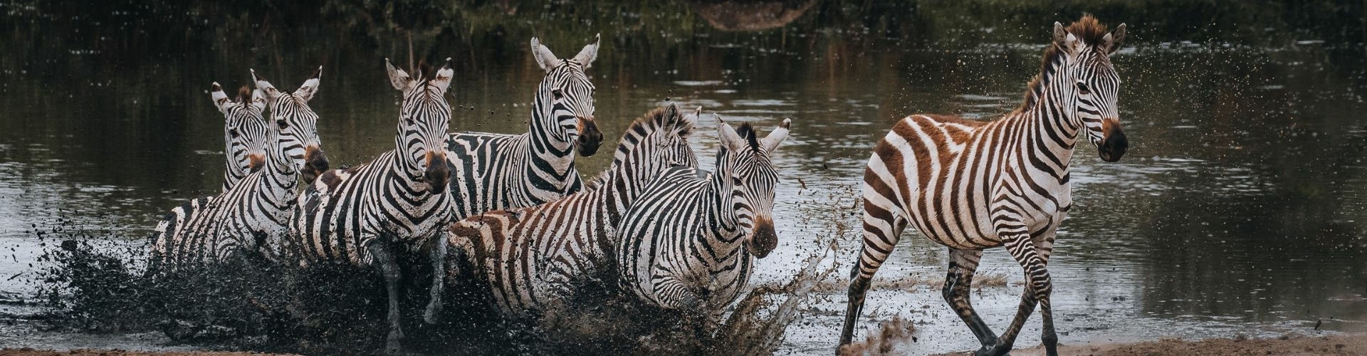 Safari Compass is jouw persoonlijke safari planner en gids naar betekenisvolle en authentieke safari reizen in Afrika
