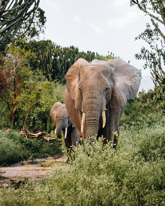 Olifanten op safari in Queen Elizabeth National Park Oeganda