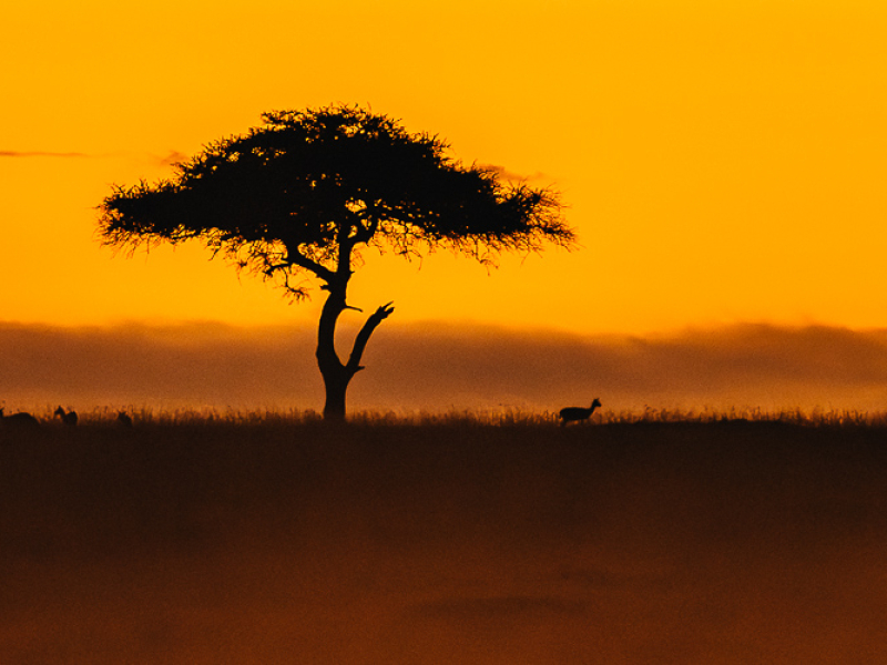 Safari in Kenia: zonsopkomst in de Masai Mara achter een silhouette van een acaciaboom