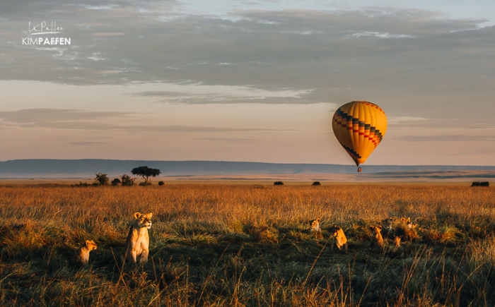 Privé safari Kenia met een leeuwen pride en luchtballonsafari in het gouden uur