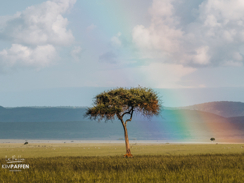 regenboog op safari in de Maasai Mara in Kenia