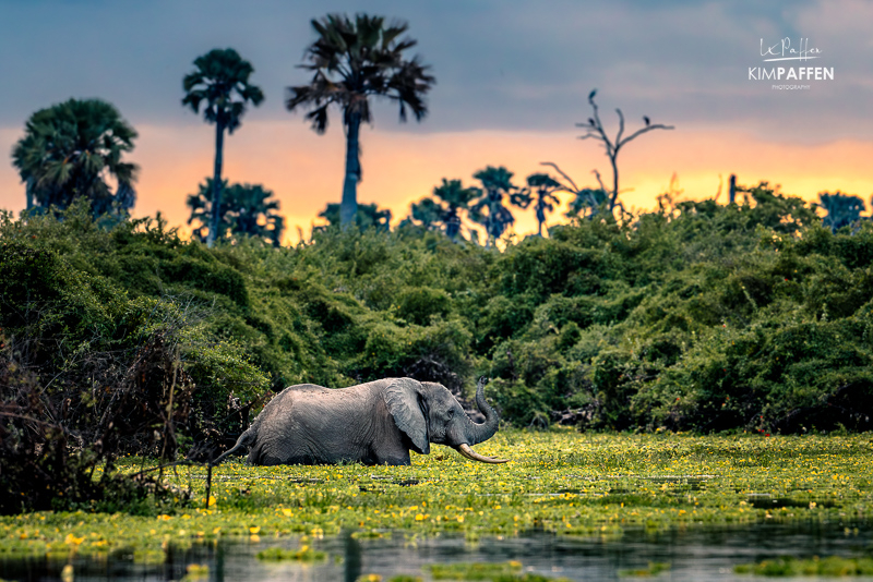 Olifant steekt rivier over in Nyerere National Park Zuid-Tanzania