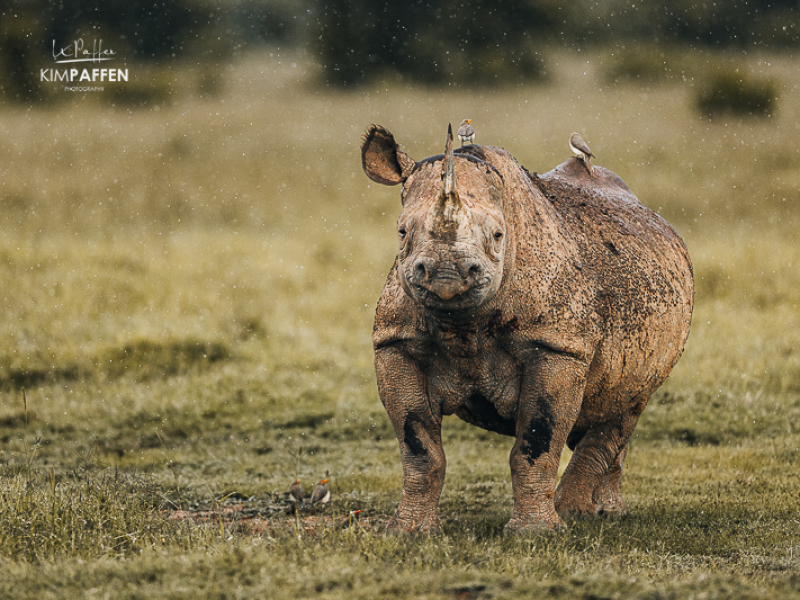bedreigde zwarte neushoorn op safari in Ol Pejeta Conservancy Kenia