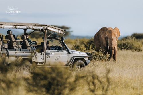 Olifant op safari in Samburu National Park in Kenia