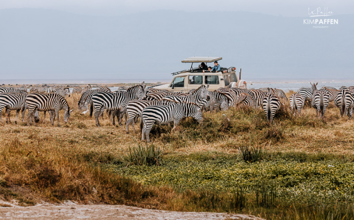 Privé safari Tanzania met uitzicht op zebras in de Ngorongoro krater