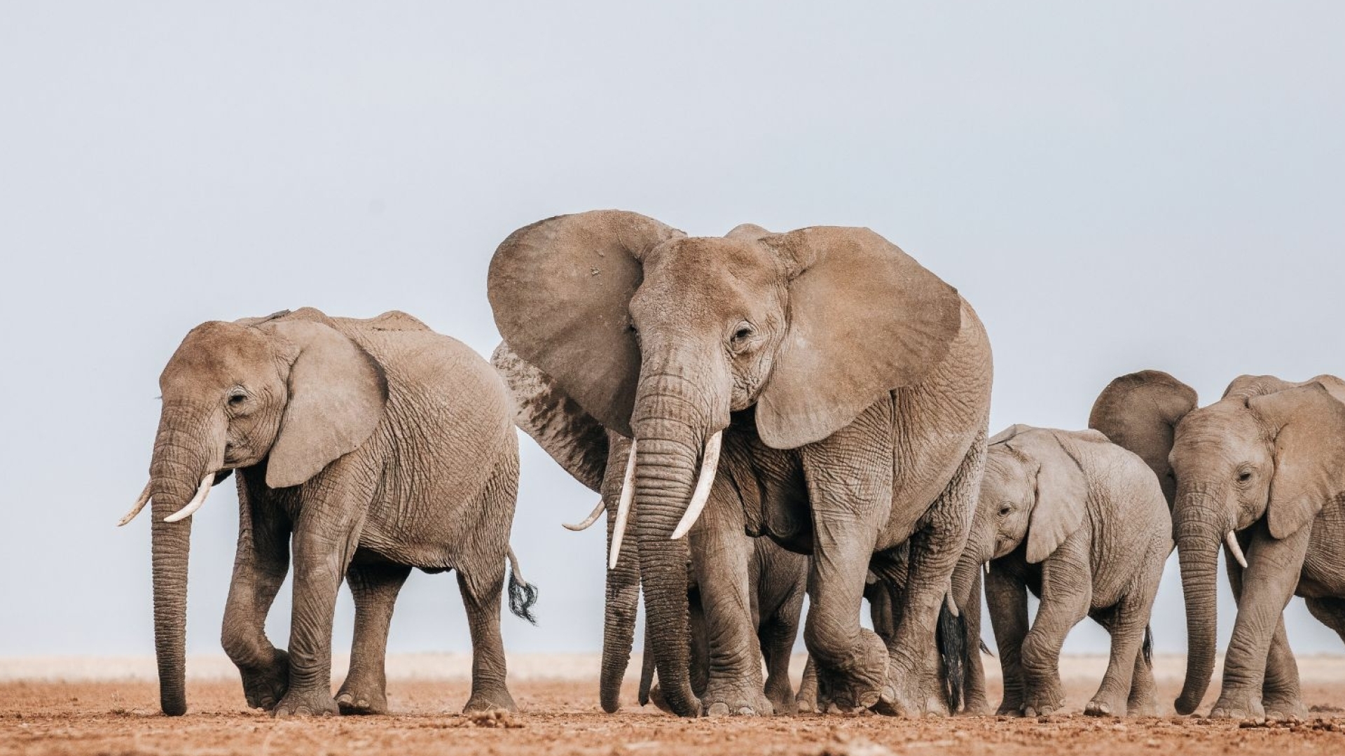 Safari Compass is jouw persoonlijke safari planner en gids naar betekenisvolle en authentieke safari reizen in Afrika