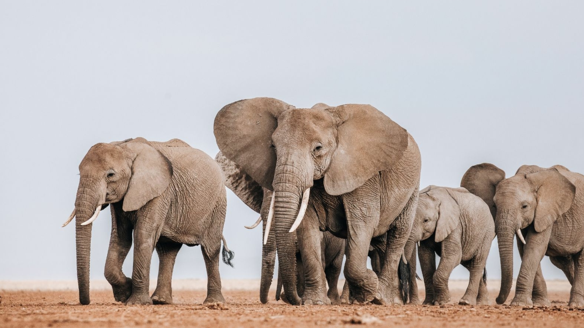 Safari Compass is jouw persoonlijke safari planner en gids naar betekenisvolle en authentieke safari reizen in Afrika