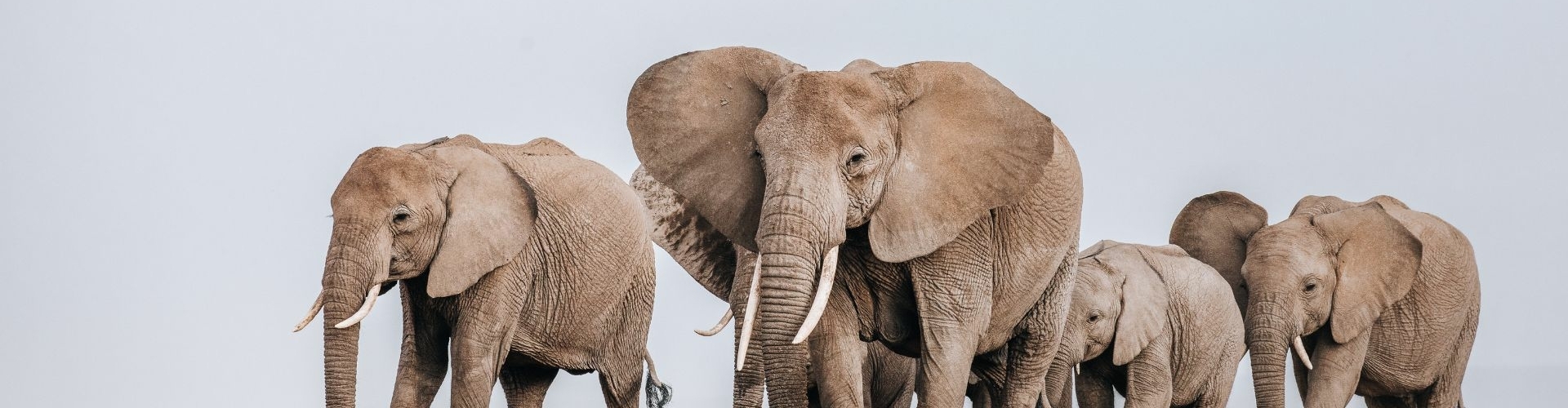 Safari Compass is jouw persoonlijke safari planner en gids naar betekenisvolle en authentieke safari reizen in Afrika